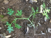 Nemophila parviflora
