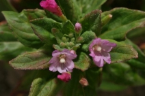 Epilobium ciliatum ssp. watsonii