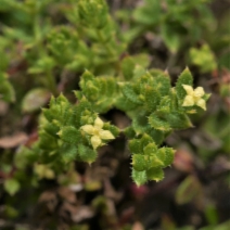 Galium californicum ssp. maritimum