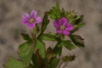 Geranium core-core
