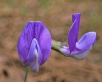 Lathyrus nevadensis