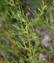 Artemisia michauxiana