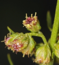 Artemisia michauxiana