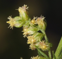 Artemisia michauxiana