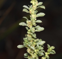Amaranthus albus