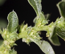 Amaranthus albus