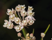 Asclepias fascicularis