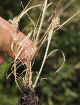 Polypogon monspeliensis