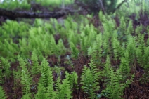Polypodium glycyrrhiza