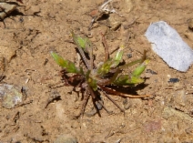 Pentachaeta alsinoides