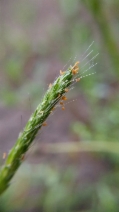 Alopecurus saccatus