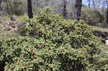 Fremontodendron decumbens