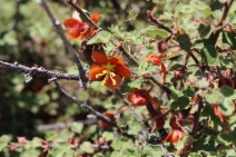 Fremontodendron decumbens