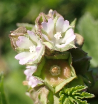 Malva parviflora