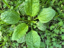 Plantago major