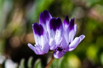 Astragalus rattanii var. jepsonianus