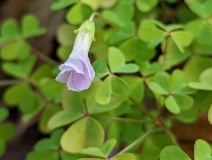 Oxalis incarnata