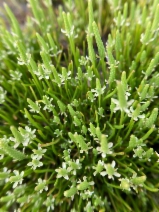 Myosurus minimus