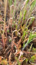 Microseris campestris