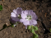 Sidalcea hickmanii