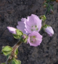Sidalcea hickmanii