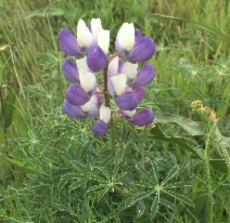 Lupinus littoralis