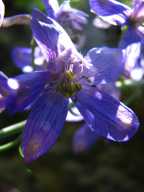Delphinium umbraculorum