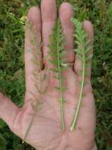 Rorippa palustris ssp. palustris