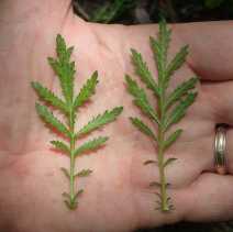 Artemisia biennis