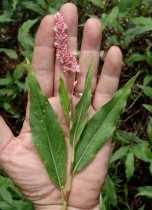 Persicaria amphibia