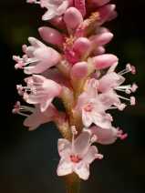 Persicaria amphibia