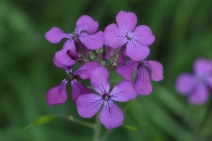 Lunaria annua
