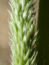 Koeleria gerardii