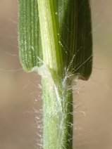 Koeleria gerardii