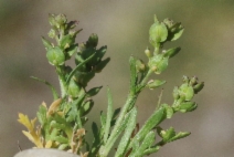 Lepidium strictum