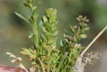 Lepidium strictum