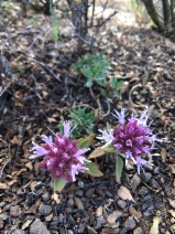 Monardella villosa ssp. obispoensis