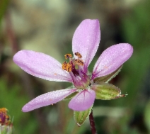 Erodium cicutarium