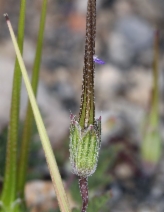 Erodium cicutarium