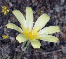 Anisocoma acaulis