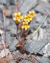 Aphyllon franciscanum
