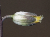Caulanthus lasiophyllus