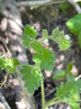 Phacelia rattanii