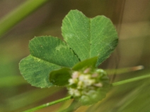Trifolium microdon