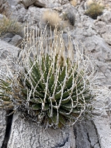 Agave utahensis