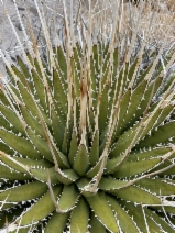 Agave utahensis var. eborispina - Calflora