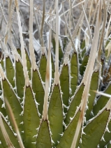 Agave utahensis var. eborispina - Calflora