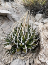 Agave utahensis var. eborispina - Calflora