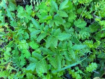 Angelica hendersonii