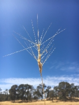 Aegilops triuncialis